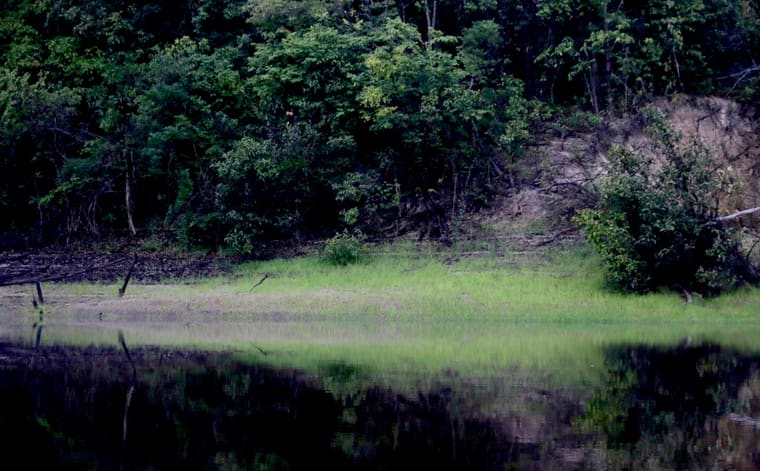 Foto de Arquipélago de Anavilhanas