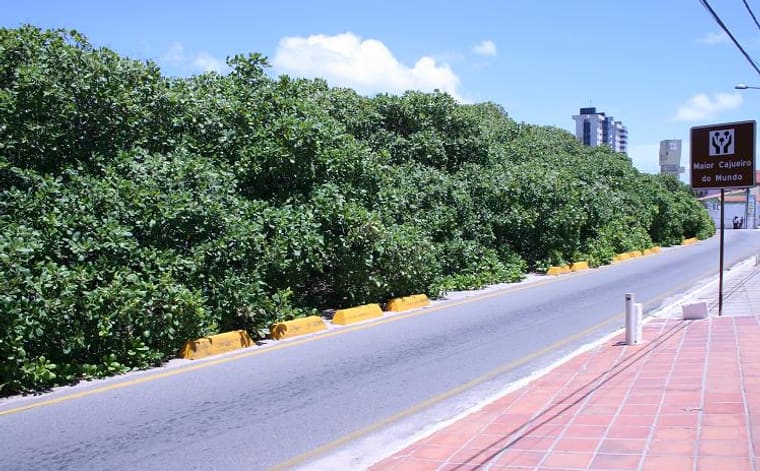 Foto de Maior Cajueiro do Mundo