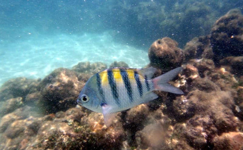 Piscinas naturais das Galés de Maragogi, no litoral de Alagoas